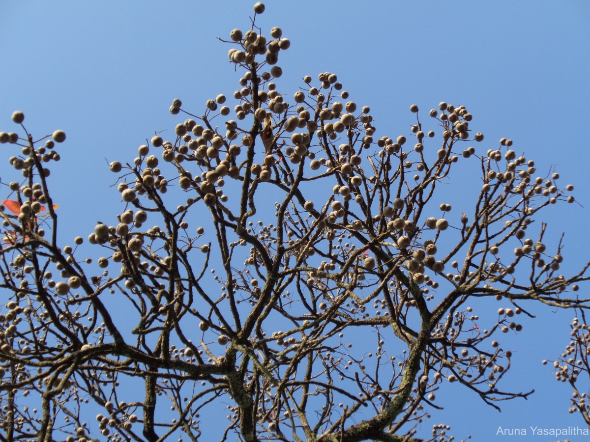 Terminalia bellirica (Gaertn.) Roxb.